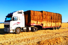 Transporte de alpacas Candeleda